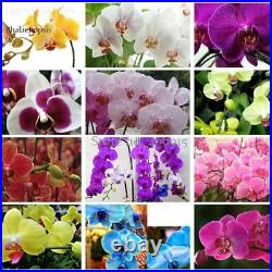 100PCS Phalaenopsis Orchid Seeds Mix varieties Flower Senior Ornamental Plants