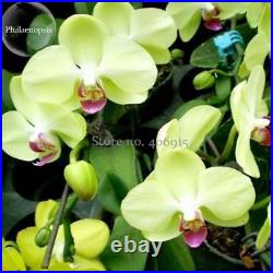 100PCS Phalaenopsis Orchid Seeds Mix varieties Flower Senior Ornamental Plants