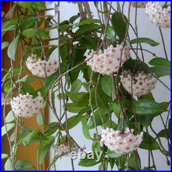 100PCs Seeds Orchid Ball White Flower Perennial Carnosa Decor Home Gardening Pot