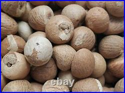 100% Organic new fresh Areca nut Areca catechu betel nut dried nuts whole free