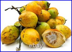 100% Organic new fresh Areca nut Areca catechu betel nut dried nuts whole free