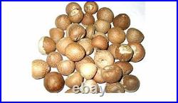 100% Organic new fresh Areca nut Areca catechu betel nut dried nuts whole free