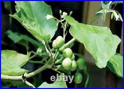 100% Pure Organic Natural Dried Turkey Berry Leaves Solanum torvum Sri Lanka