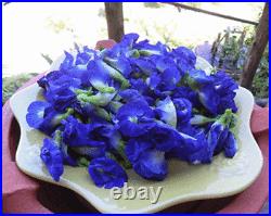 100% Thai Dried Butterfly Pea Tea Flower Pure Organic Natural Herbal Blue Drink