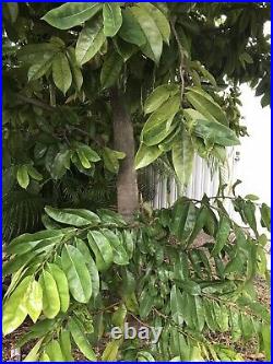 120 Organic Soursop Ojas De Guanabana Dried Leaves