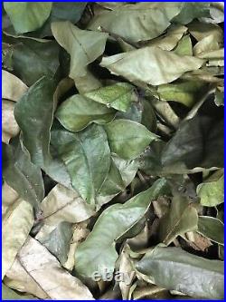 120 Organic Soursop Ojas De Guanabana Dried Leaves