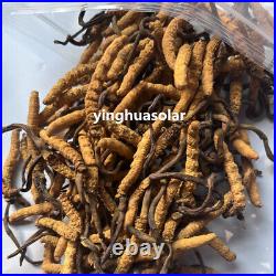 15g Wild Cordyceps Sinensis Mushroom Supplement 100% Organic NON-GMO