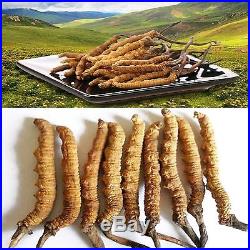 1/G Cordyceps sinensi Wild Tibetan Yartsa Gunbu caterpillar fungus Mushroom