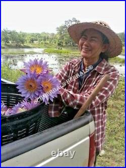 1 kg Organic Blue Lotus, N. Caerulea, Deep Purple ThaiT Schmerbals Herbals