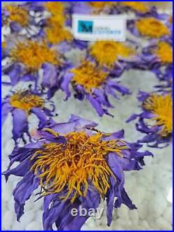 20Lb Blue Lotus Dried Organic Flowers Nymphaea Caerulea Herb Natural 9Kg Egypt