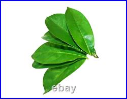 20,000 Soursop Leaves 22lb Dried Graviola Guanabana Hojas Organic Ceylon 10Kg