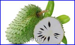 20,000 Soursop Leaves 22lb Dried Graviola Guanabana Hojas Organic Ceylon 10Kg