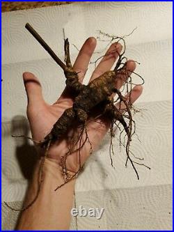2 Ounce Fresh Wild American Ginseng Root