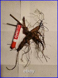2 Ounce Fresh Wild American Ginseng Root