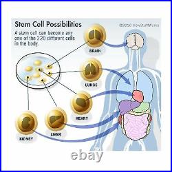 3 STEM ALIVE VEGGIE CAPS NATURAL Support PROLIFERATION and RELEASE of STEM CELLS