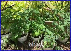 40 Moringa Oleifera Seeds planting 100% Growth Organic Miracle Tree Horseradish