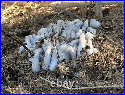 4 oz Indian Pipe Ghost Pipe Plant Tincture Monotropa Uniflora