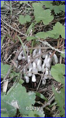 4 oz Indian Pipe Ghost Pipe Plant Tincture Monotropa Uniflora