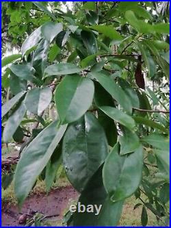 5000+ Soursop Leaves Leaf Graviola OJAS DE GUANABANA 100% Pure Natural Organic