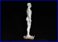 50cm Acupuncture Model Pair Anatomical Medical Anatomy Chinese Medicine