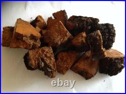 5 lbs Chaga Mushroom Northern Maine Harvested Air Dried