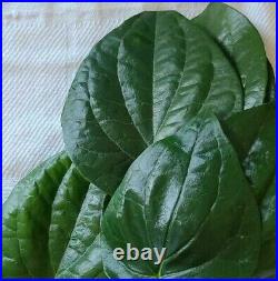 5 lbs Fresh Organic Betel Leaves (Paan patha)-Free Shipping from CA, USA