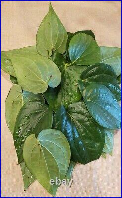5 lbs Fresh Organic Betel Leaves (Paan patha)-Free Shipping from CA, USA