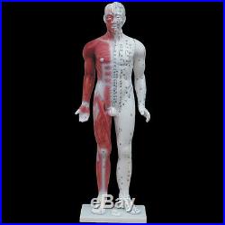 84cm Acupuncture Model with Manual (Full Body) Anatomical Medical Anatomy