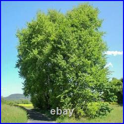 ASPEN Bark Dried ORGANIC Bulk Herb, Populus tremula l Folia