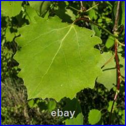 ASPEN Bark Dried ORGANIC Bulk Herb, Populus tremula l Folia