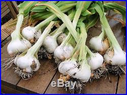 Ajo Japones (japanese Garlic) // Weights 1 Lb, 2 Lbs, 5 Lbs 10 Lbs, & 20 Lbs