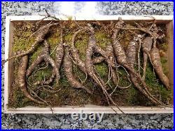 American Fresh Wild Ginseng Appalachian Mountain Organic 3040 Years Old, 65Gram