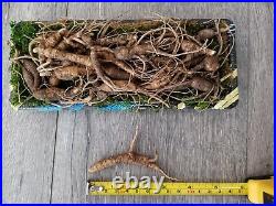 American Fresh Wild Ginseng Root 2.5 Oz Pack 1015 years old Approximately 35pcs
