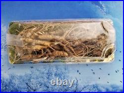 American Fresh Wild Ginseng Root 2.5 Oz Pack 1015 years old Approximately 35pcs