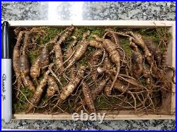 American Fresh Wild Ginseng Root PANAX Gift Pack (3040 years old 23 pcs)