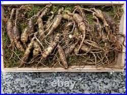American Fresh Wild Ginseng Root PANAX Gift Pack (3040 years old 23 pcs)