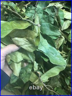 Approx 120 Organic Graviola Soursop Leaves Hojas De Guanabana