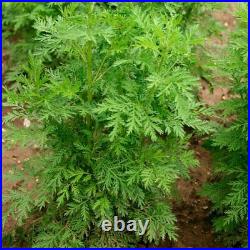 Artemisia Annua Extract Powder Artemisinin 99% Pure Sweet Wormwood 200g 100g