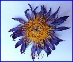 Asian Lotus Sacred Egyptian Lotus Nymphaea caerulea Blue water lily 100% organic