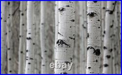 Aspen Bark (Populus Tremula) FREE SHIPPING