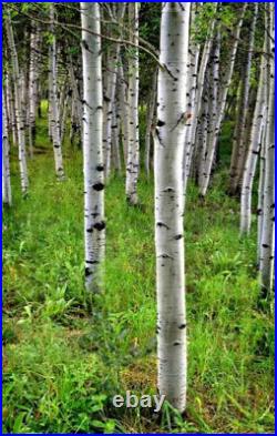 Aspen Bark (Populus Tremula) FREE SHIPPING