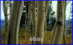 Aspen Bark (Populus Tremula) FREE SHIPPING