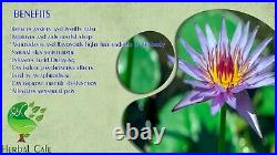 Blue Lotus Dried Flower Ceylon Nymphaea Caerulea Cosmic Lucid Dream Euphoric Tea