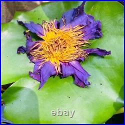 Blue Lotus Flower Nymphaea Caerulea Dried Whole Flower Organic Hand Picked Lotus