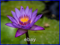 Blue Lotus Flower powder Herbal Tea Dried Ceylon Nymphaea Caerulea organic pure