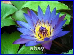 Blue Lotus Flowers Nymphaea Caerulea Organic (Thailand) 2 oz. 1 kg