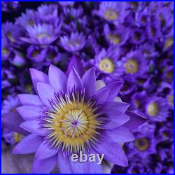 Blue Lotus Nymphaea Caerulea 100% Natural Organic Ceylon Dried Herbal Flowers