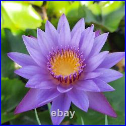 Blue Lotus Nymphaea Caerulea 100% Natural Organic Ceylon Dried Herbal Flowers