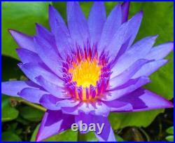 Blue Lotus Nymphaea Caerulea Hand Picked Dried Flower 100%Natural Organic Ceylon
