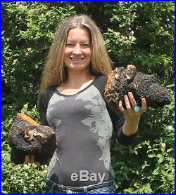CHAGA 5LB Large Chunks Wild Harvested 80 oz FAST shipping from Maine